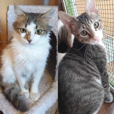 Ruhiger Kater Finn sucht sein Zuhause, EKH - Kater