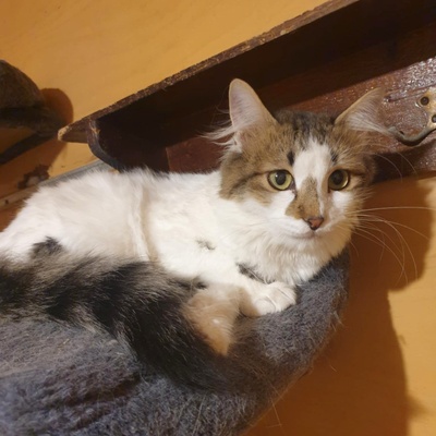 Ruhiger Kater Finn sucht sein Zuhause, EKH - Kater