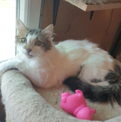Ruhiger Kater Finn sucht sein Zuhause, EKH - Kater