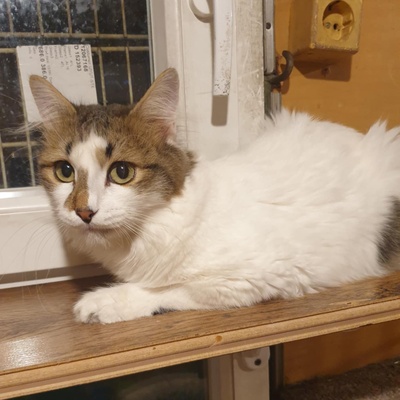 Ruhiger Kater Finn sucht sein Zuhause, EKH - Kater