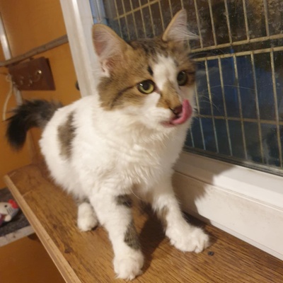 Ruhiger Kater Finn sucht sein Zuhause, EKH - Kater