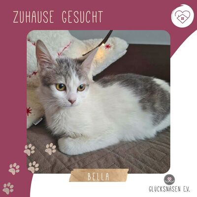 Ruhiges Kätzchen Bella sucht ihre Menschen