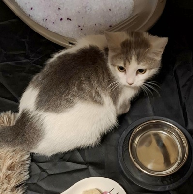 Ruhiges Kätzchen Bella sucht ihre Menschen, EKH Jungtier - Katze