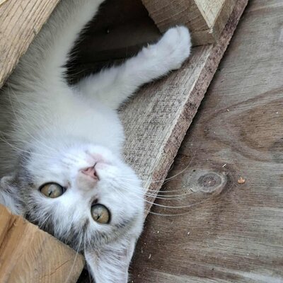 Ruhiges Kätzchen Bella sucht ihre Menschen, EKH Jungtier - Katze