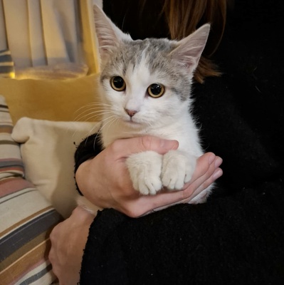 Ruhiges Kätzchen Bella sucht ihre Menschen, EKH Jungtier - Katze