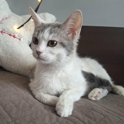 Ruhiges Kätzchen Bella sucht ihre Menschen, EKH Jungtier - Katze