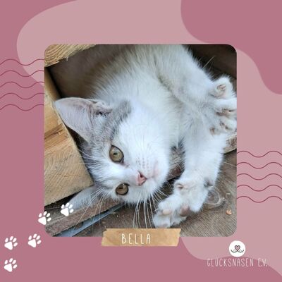 Ruhiges Kätzchen sucht ihre Menschen, EKH Jungtier - Katze