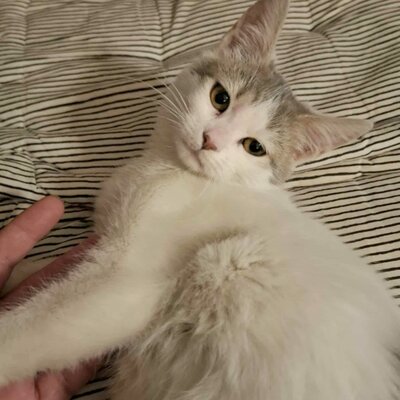 Ruhiges Kätzchen sucht ihre Menschen, EKH Jungtier - Katze