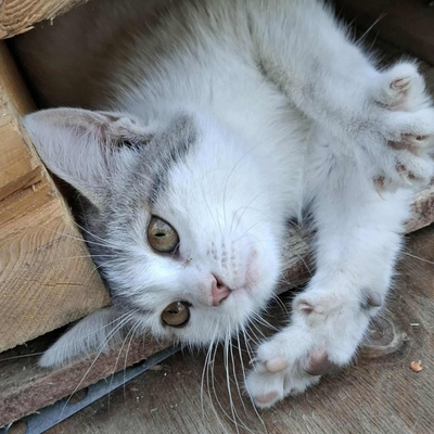 Ruhiges Kätzchen sucht ihre Menschen, EKH Jungtier - Katze