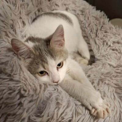 Ruhiges Kätzchen sucht ihre Menschen, EKH Jungtier - Katze