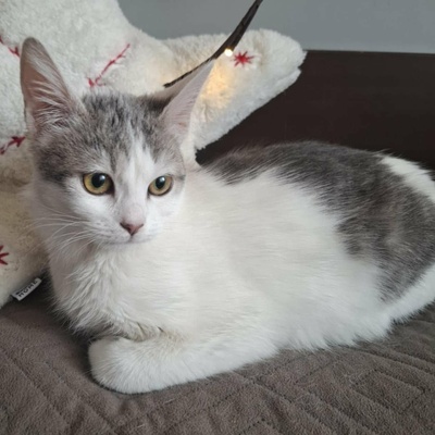 Ruhiges Kätzchen sucht ihre Menschen, EKH Jungtier - Katze