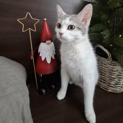 Ruhiges Kätzchen sucht ihre Menschen, EKH Jungtier - Katze