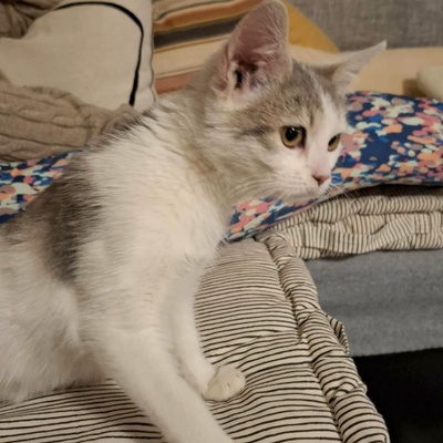 Ruhiges Kätzchen sucht ihre Menschen, EKH Jungtier - Katze