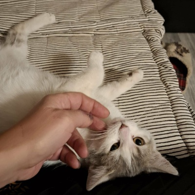 Ruhiges Kätzchen sucht ihre Menschen, EKH Jungtier - Katze