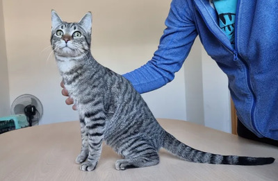 Runner - schaut einem in die Seele, EKH Jungtier - Kater