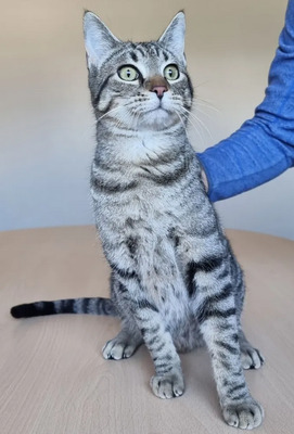 Runner - schaut einem in die Seele, EKH Jungtier - Kater