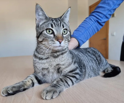 Runner - schaut einem in die Seele, EKH Jungtier - Kater