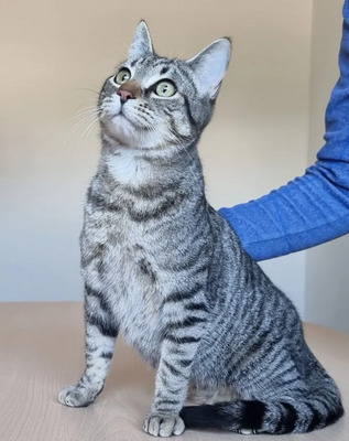 Runner - schaut einem in die Seele, EKH Jungtier - Kater