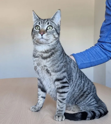 Runner - schaut einem in die Seele, EKH Jungtier - Kater