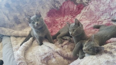 Russisch Blau Jungtier - Katze 1