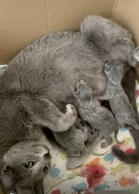 Russisch Blau Jungtier - Katze 1