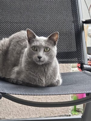 Russisch Blau - Kater