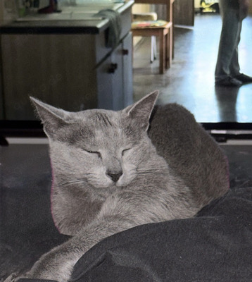 Russisch Blau - Kater