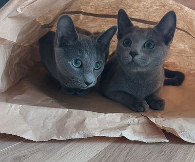 Russisch Blau - Katze