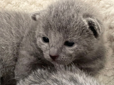 Russisch Blau Kitten mit Stammbaum, Russisch Blau Jungtier - Katze