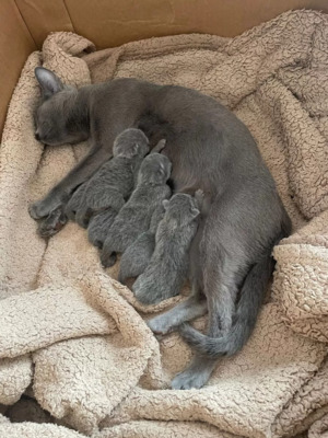 Russisch Blau Kitten mit Stammbaum, Russisch Blau Jungtier - Katze