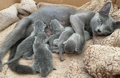 Russisch Blau Kitten mit Stammbaum, Russisch Blau Jungtier - Katze