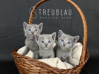 Russisch Blau Kitten mit offiziellen Papieren (FIFe), Russisch Blau Jungtier - Kater