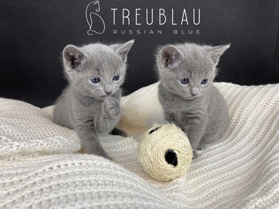 Russisch Blau Kitten mit offiziellen Papieren (FIFe), Russisch Blau Jungtier - Kater