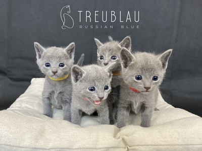 Russisch Blau Kitten mit offiziellen Papieren (FIFe), Russisch Blau Jungtier - Kater