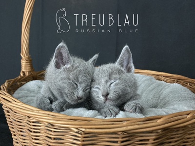 Russisch Blau Kitten mit offiziellen Papieren (FIFe), Russisch Blau Jungtier - Kater