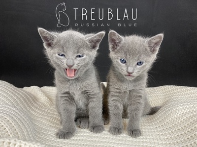 Russisch Blau Kitten mit offiziellen Papieren (FIFe), Russisch Blau Jungtier - Kater