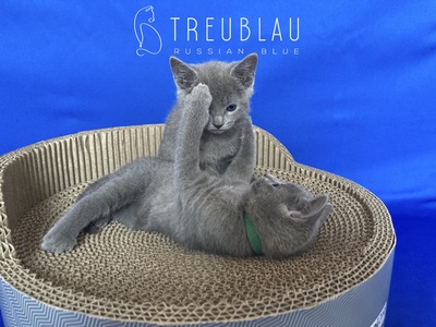 Russisch Blau Kitten mit offiziellen Papieren (FIFe), Russisch Blau Jungtier - Kater