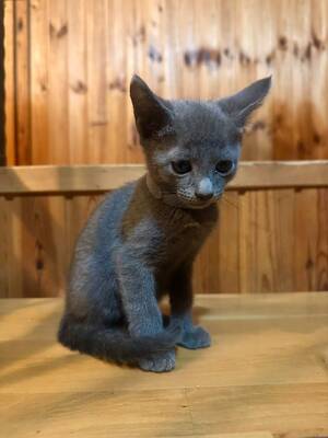 Russisch blau Jungtier - Katze