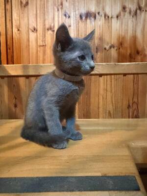 Russisch blau Jungtier - Katze