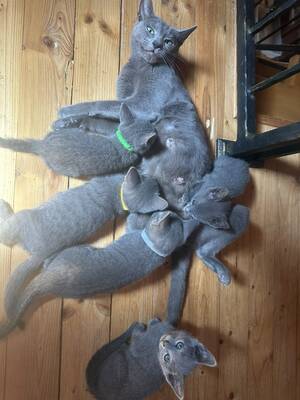 Russisch blau Jungtier - Katze