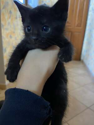 Russisch blau mischling, Russisch blau Jungtier - Kater