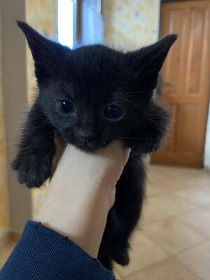 Russisch blau mischling, Russisch blau Jungtier - Kater