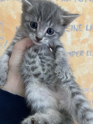 Russisch blau mischling, Russisch blau Jungtier - Kater