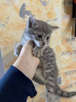 Russisch blau mischling, Russisch blau Jungtier - Kater