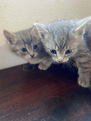 Russisch blau mischling, Russisch blau Jungtier - Kater