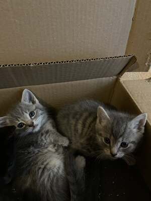 Russisch blau mischling, Russisch blau Jungtier - Kater