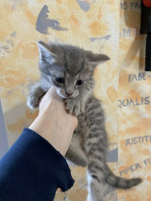 Russisch blau mischling, Russisch blau Jungtier - Kater