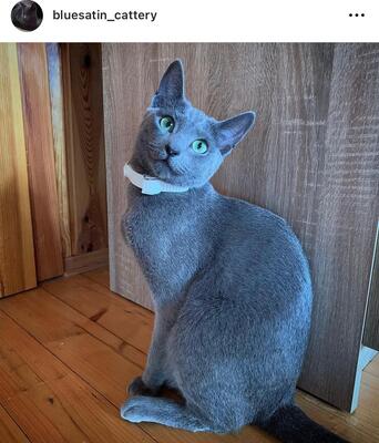 Russisch blau mischling, Russisch blau Jungtier - Kater