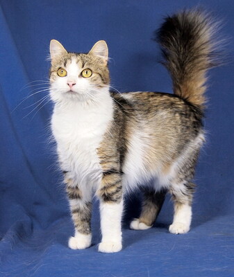 SABINA - R E S E R V I E R T !!!!! sehr freundlich und aufgeschlossen, verschmust, neugierig, verspielt, hundeverträglich, Mischling - Katze