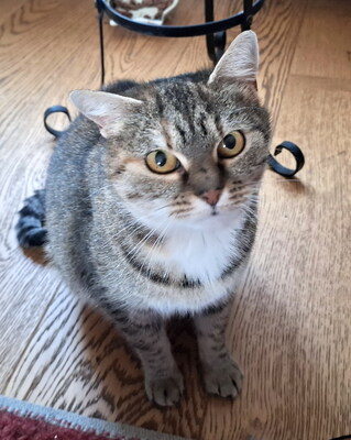 SALLY - verschmust, neugierig, lebhaft, verspielt, hundeverträglich, anfangs möglicherweise ängstlich